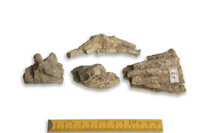 F 00049
<br/>
<br/>
<em></em>